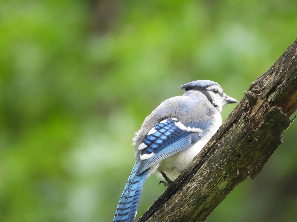 Blue Jay - ML621572493