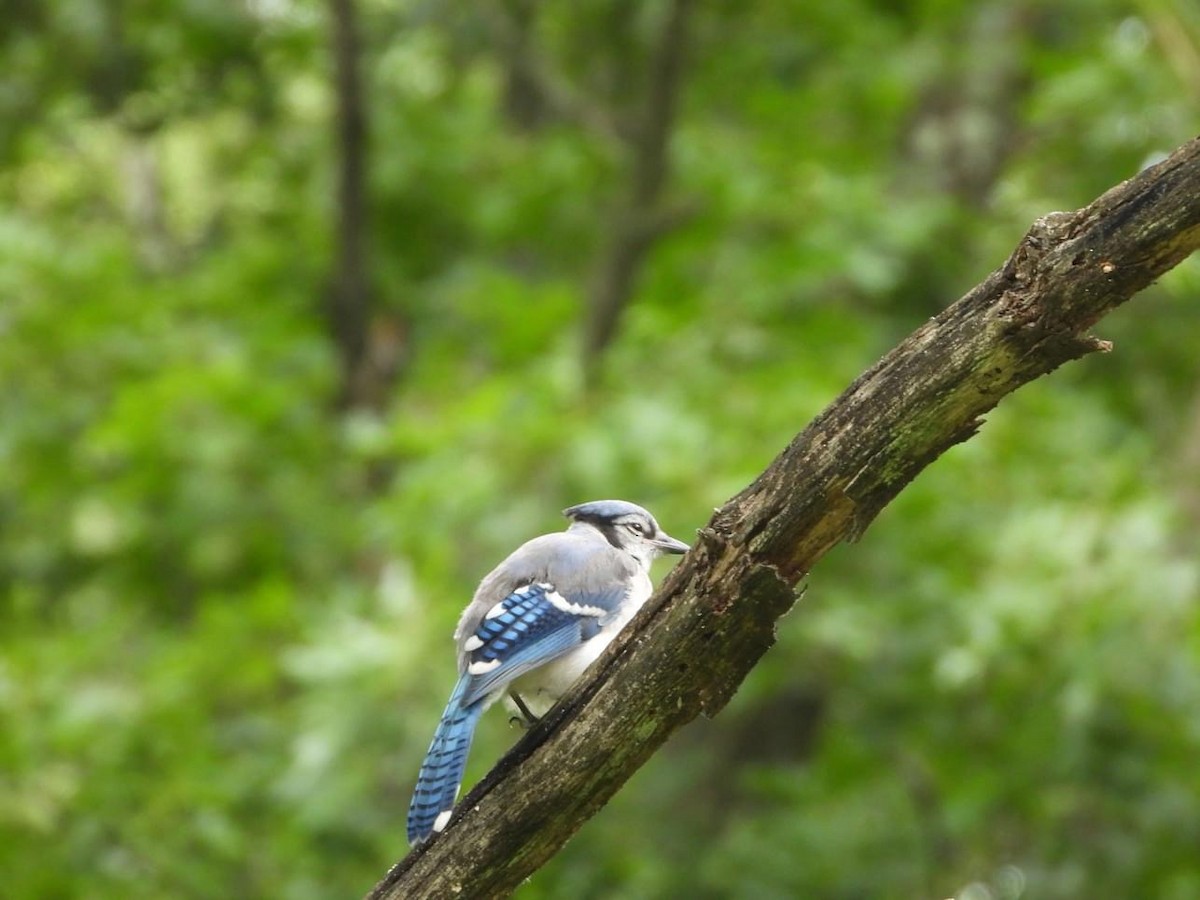 Blue Jay - ML621572494