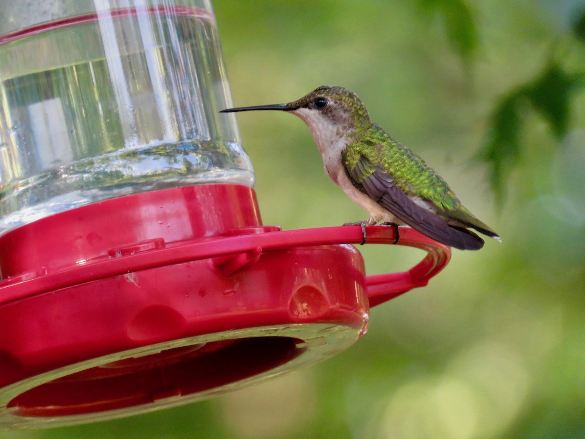 Ruby-throated Hummingbird - ML621572530