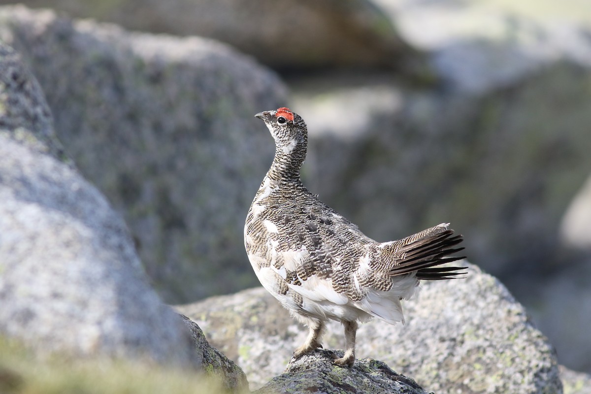 Rock Ptarmigan - Aidan Li