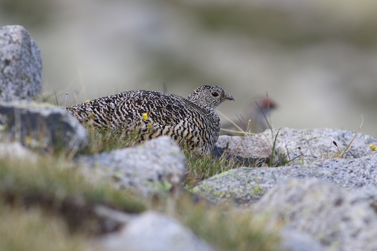 Rock Ptarmigan - Aidan Li