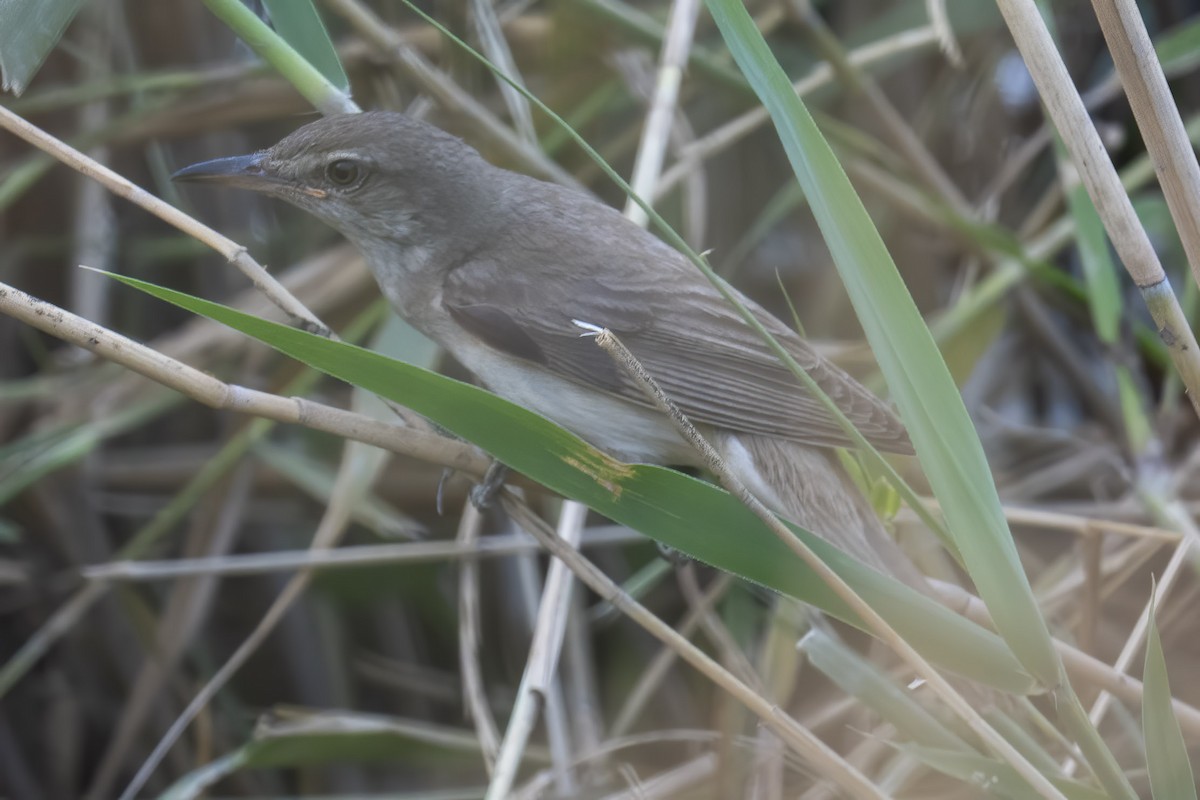 Olive-tree Warbler - ML621572640