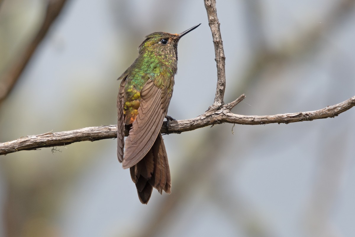 Bronze-tailed Thornbill - ML621572725