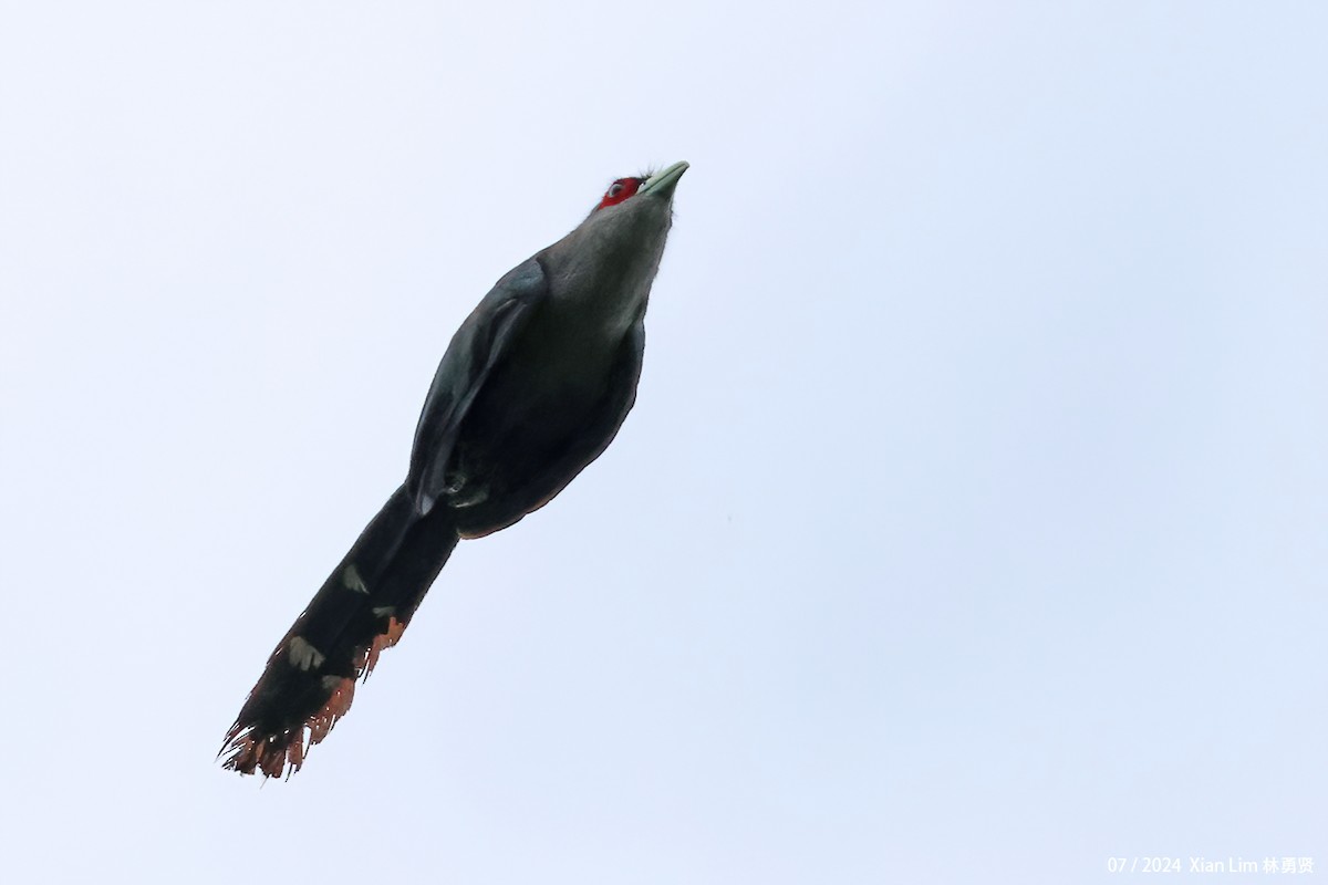 Black-bellied Malkoha - ML621572734