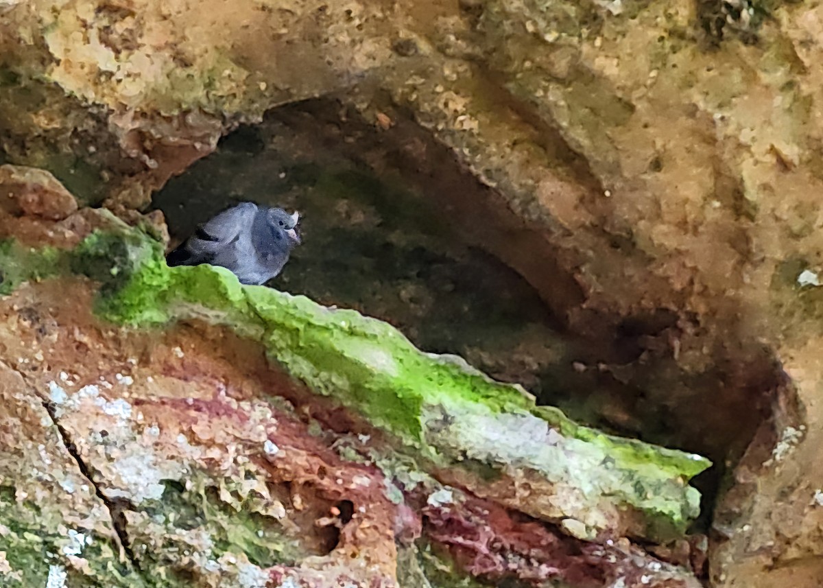Rock Pigeon (Feral Pigeon) - ML621572859