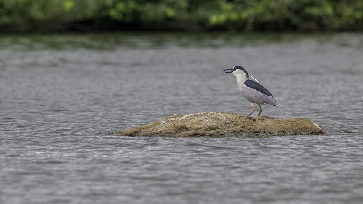 Black-crowned Night Heron - ML621572911