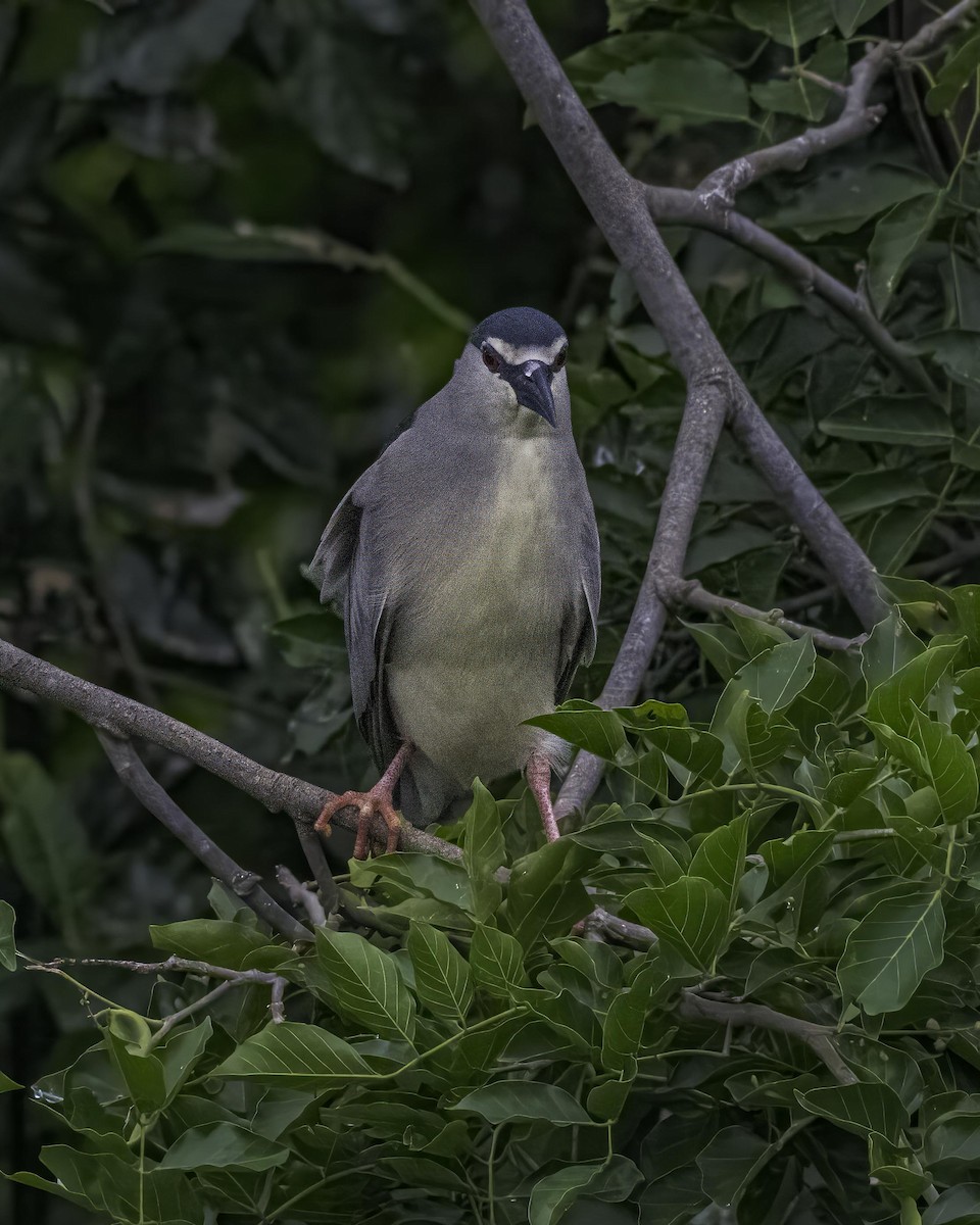 Black-crowned Night Heron - ML621572912