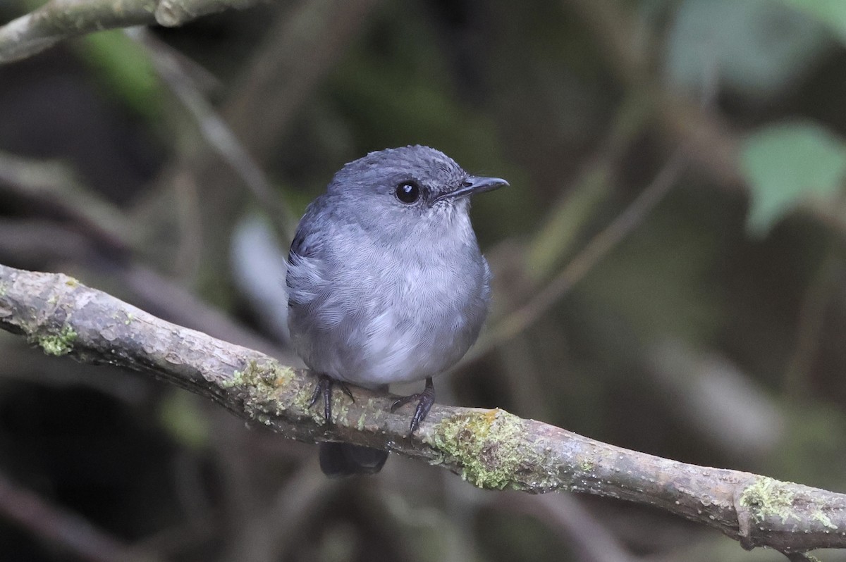 Cassin's Flycatcher - ML621572944