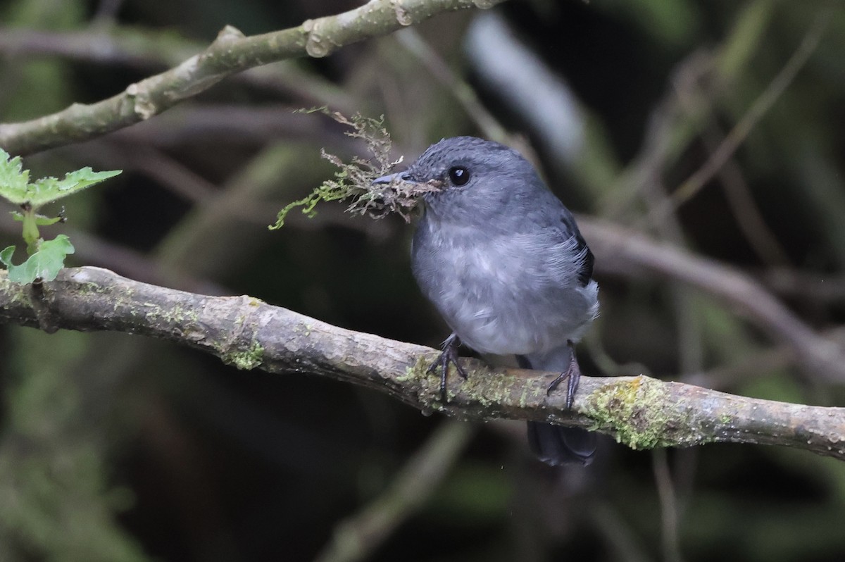 Cassin's Flycatcher - ML621572945