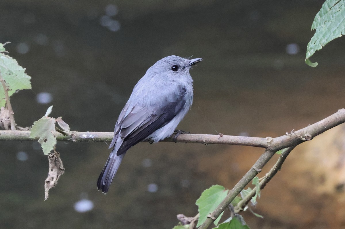 Cassin's Flycatcher - ML621572946