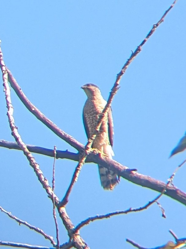 Cooper's Hawk - ML621572952