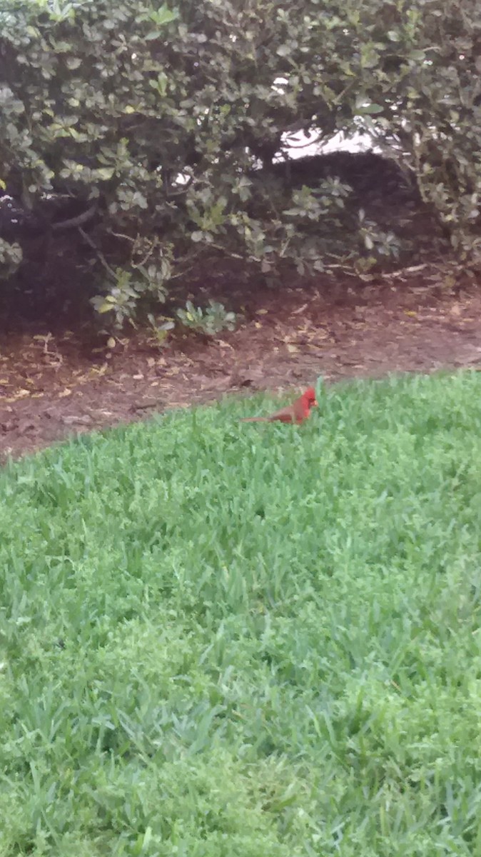 Northern Cardinal - ML621572959