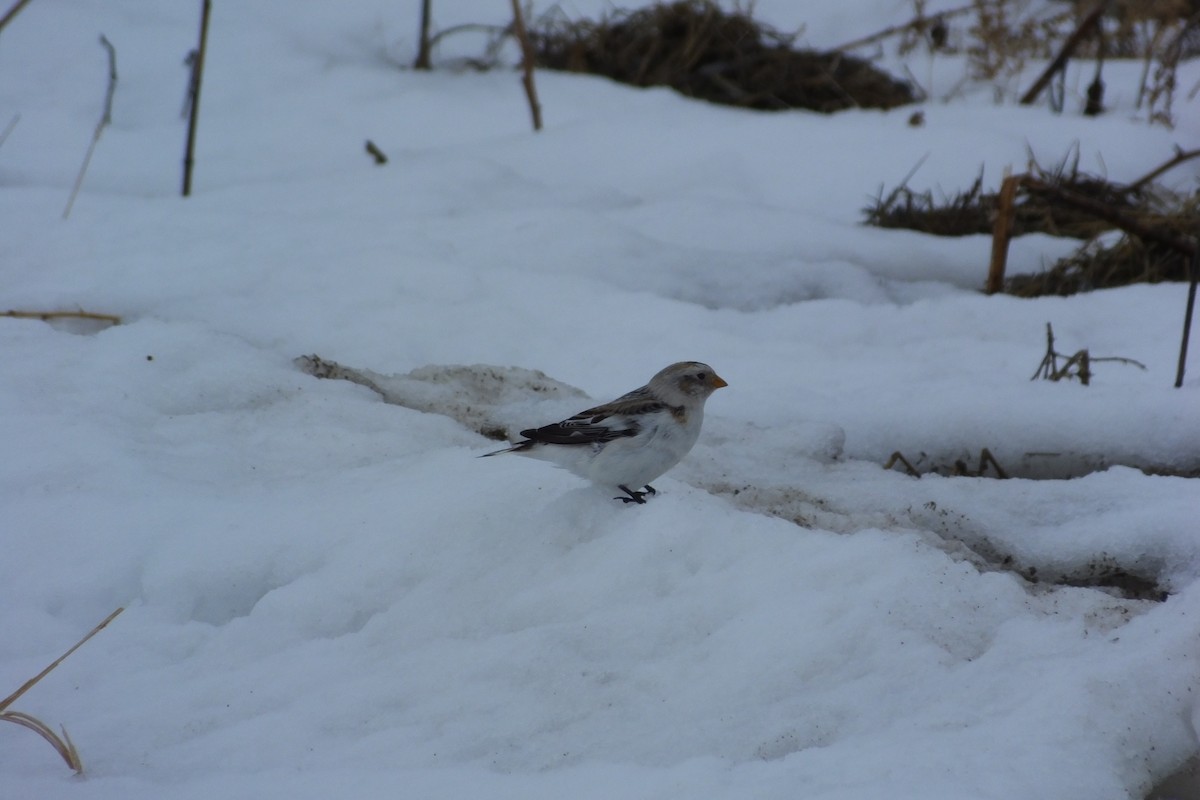 Plectrophane des neiges - ML621573011