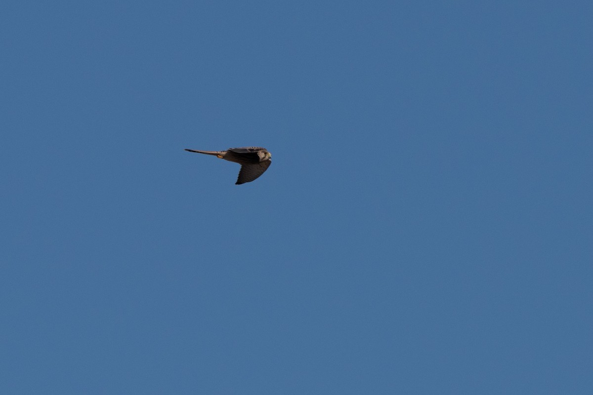 Eurasian Kestrel - Xenia Louverdi