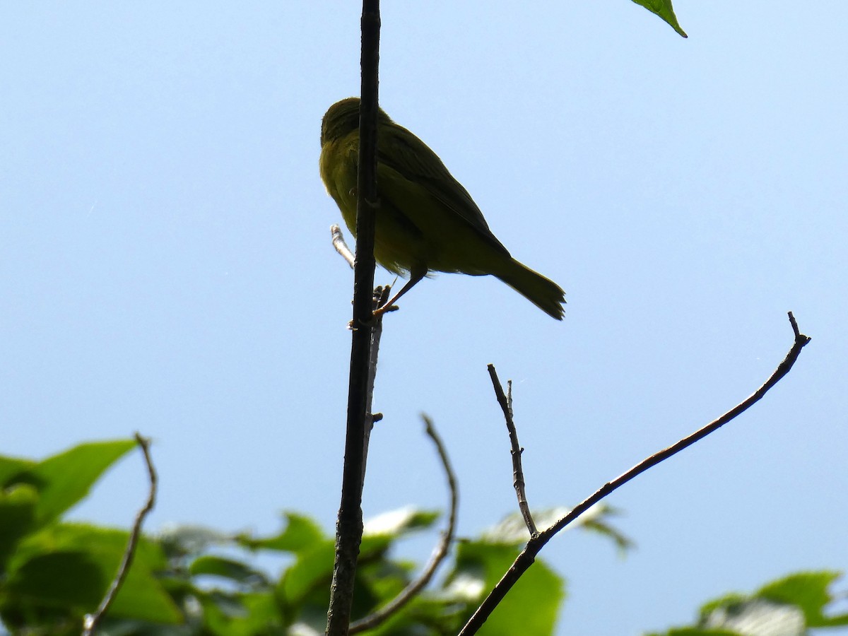 ub. spurvefugl (Passeriformes sp.) - ML621573081