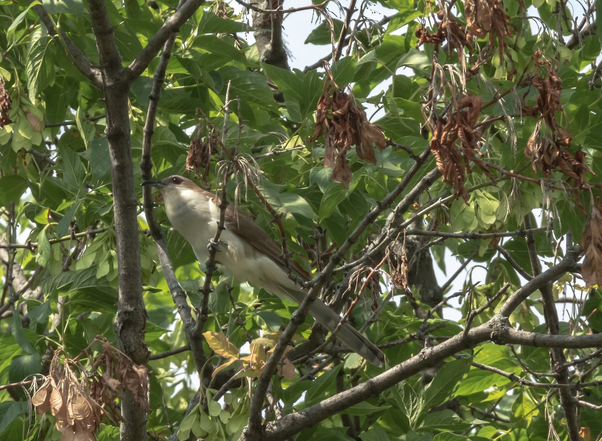 ハシグロカッコウ - ML621573094