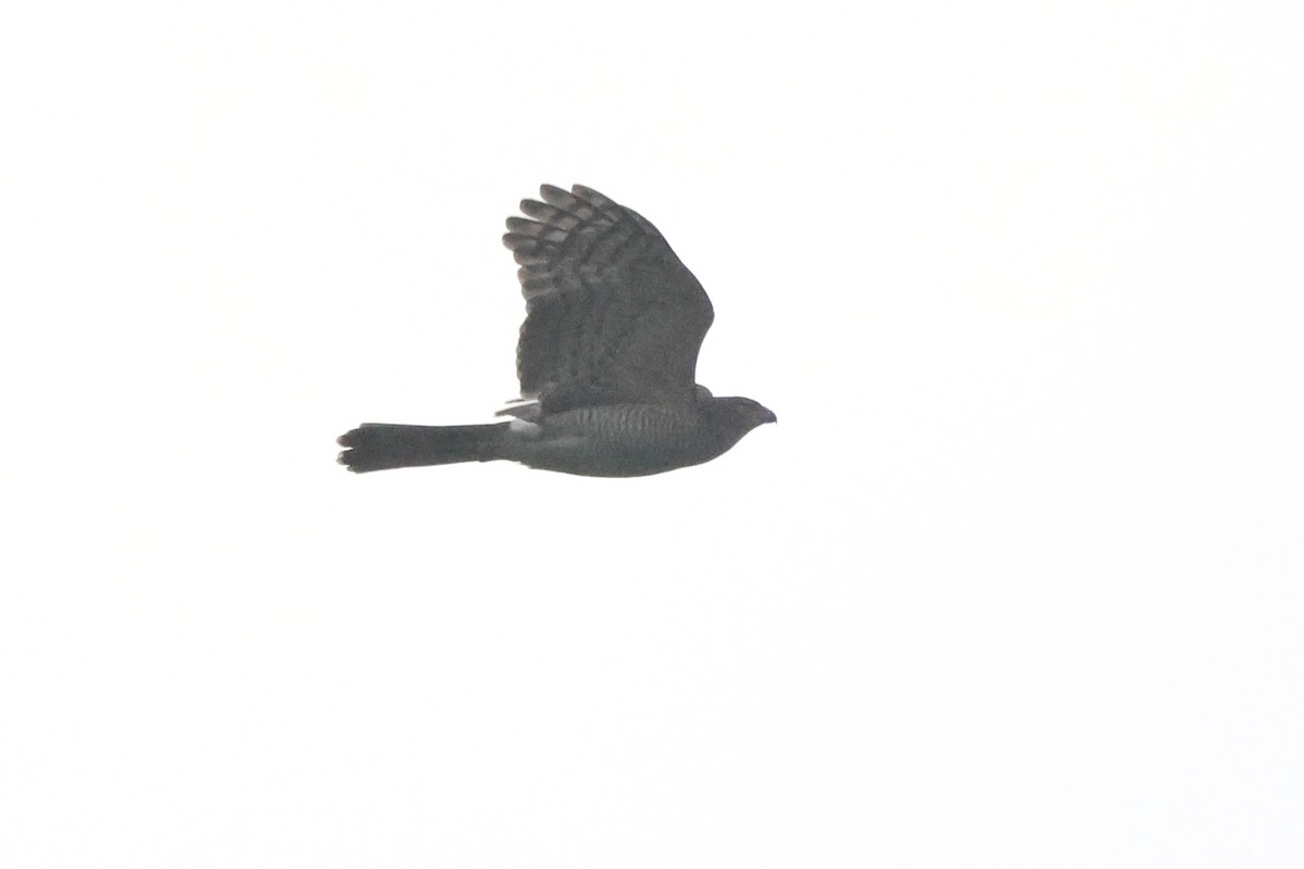 African Goshawk (Eastern) - ML621573112