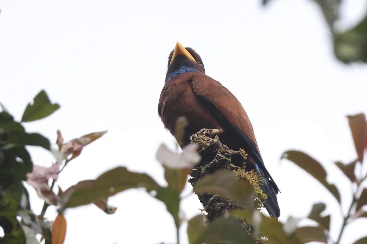 Blue-throated Roller - ML621573123