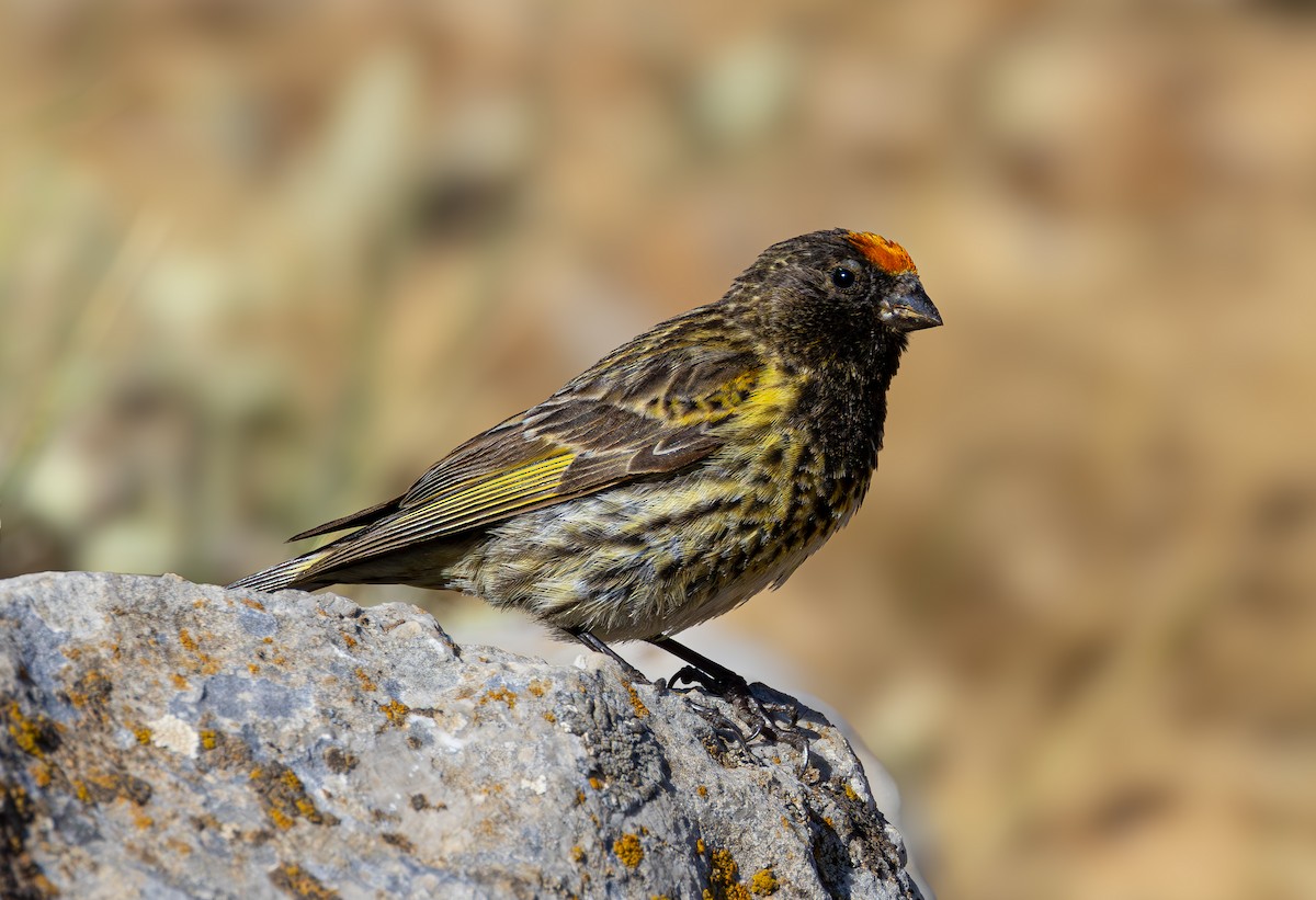 Fire-fronted Serin - ML621573125