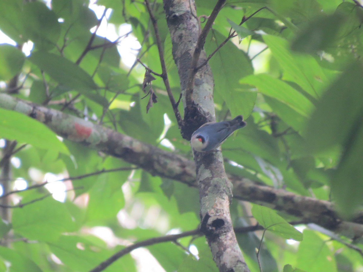 Velvet-fronted Nuthatch - ML621573134