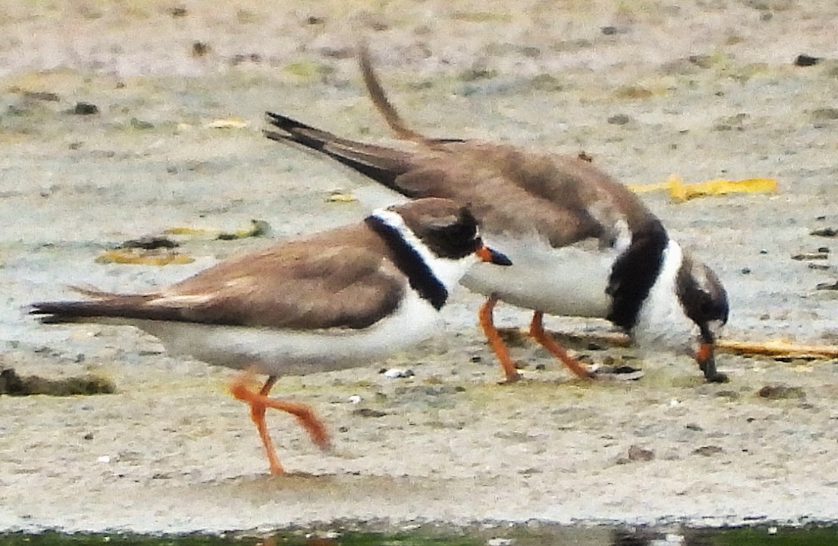 Semipalmated Plover - ML621573139