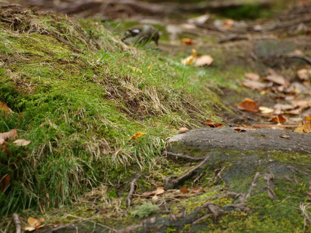 Common Chaffinch - ML621573172