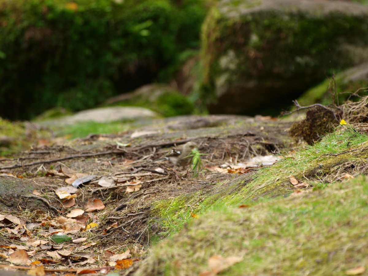 Common Chaffinch - ML621573173