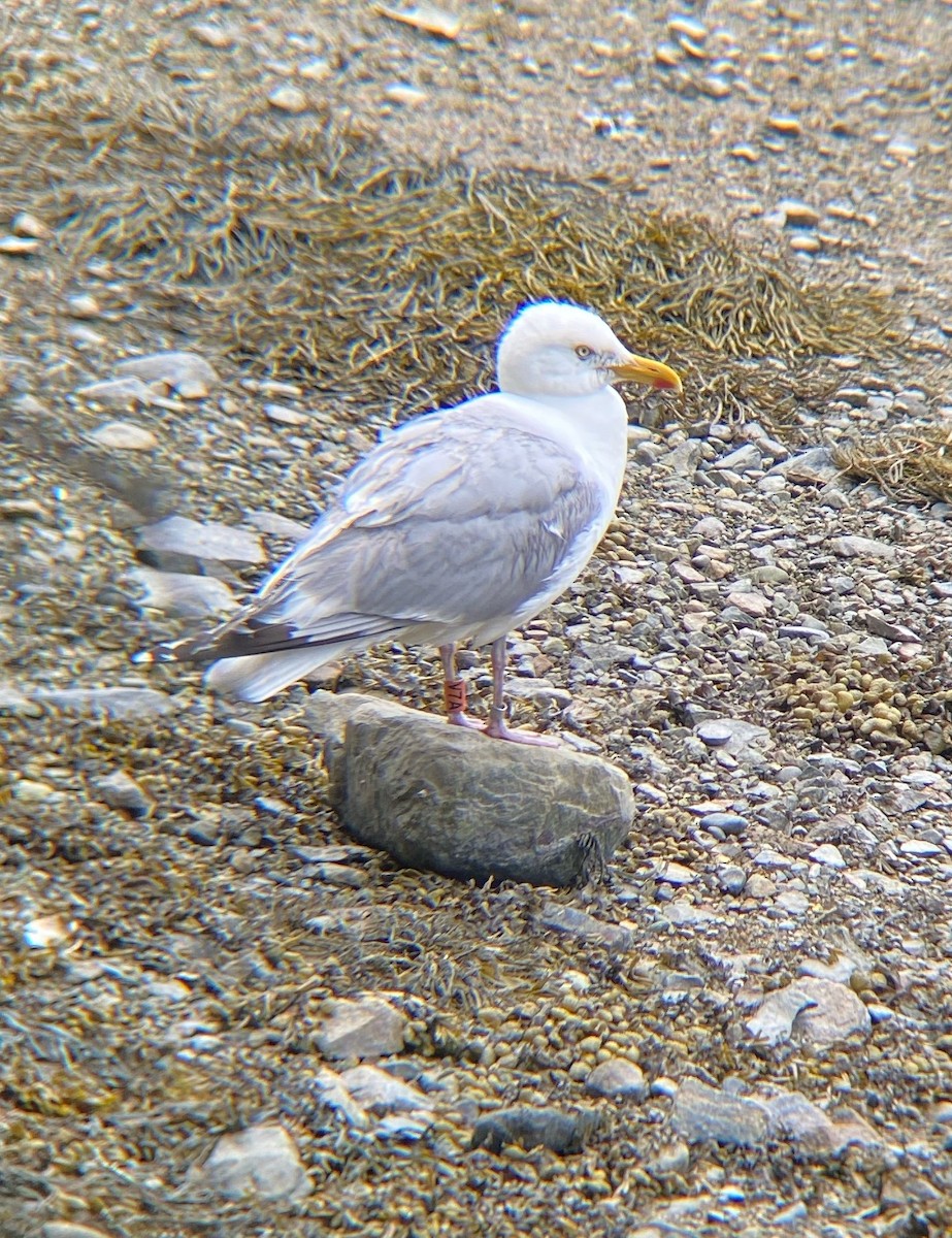 Gaviota Argéntea (americana) - ML621573200