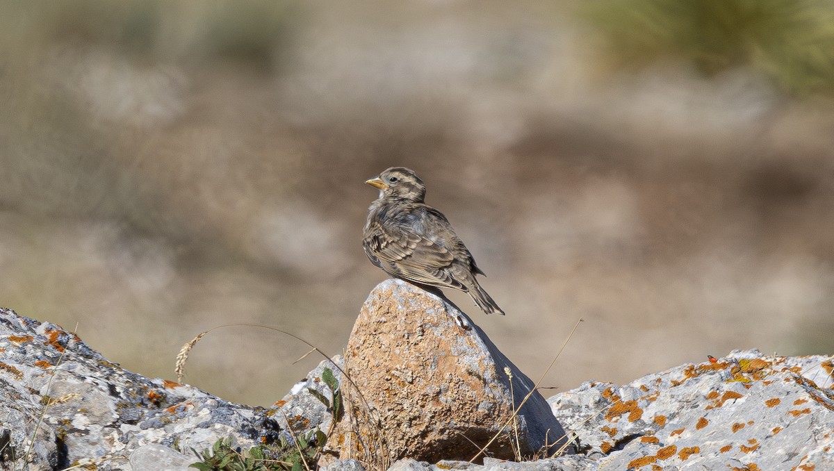 Rock Sparrow - Alper YILMAZ