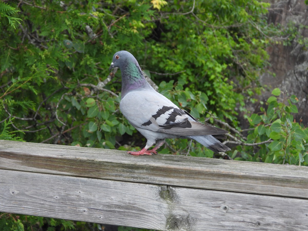 Сизый голубь (Одомашненного типа) - ML621573219