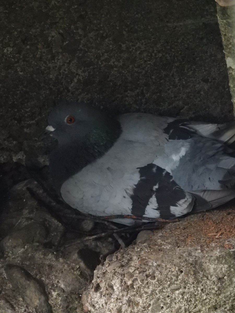 Pigeon biset (forme domestique) - ML621573220