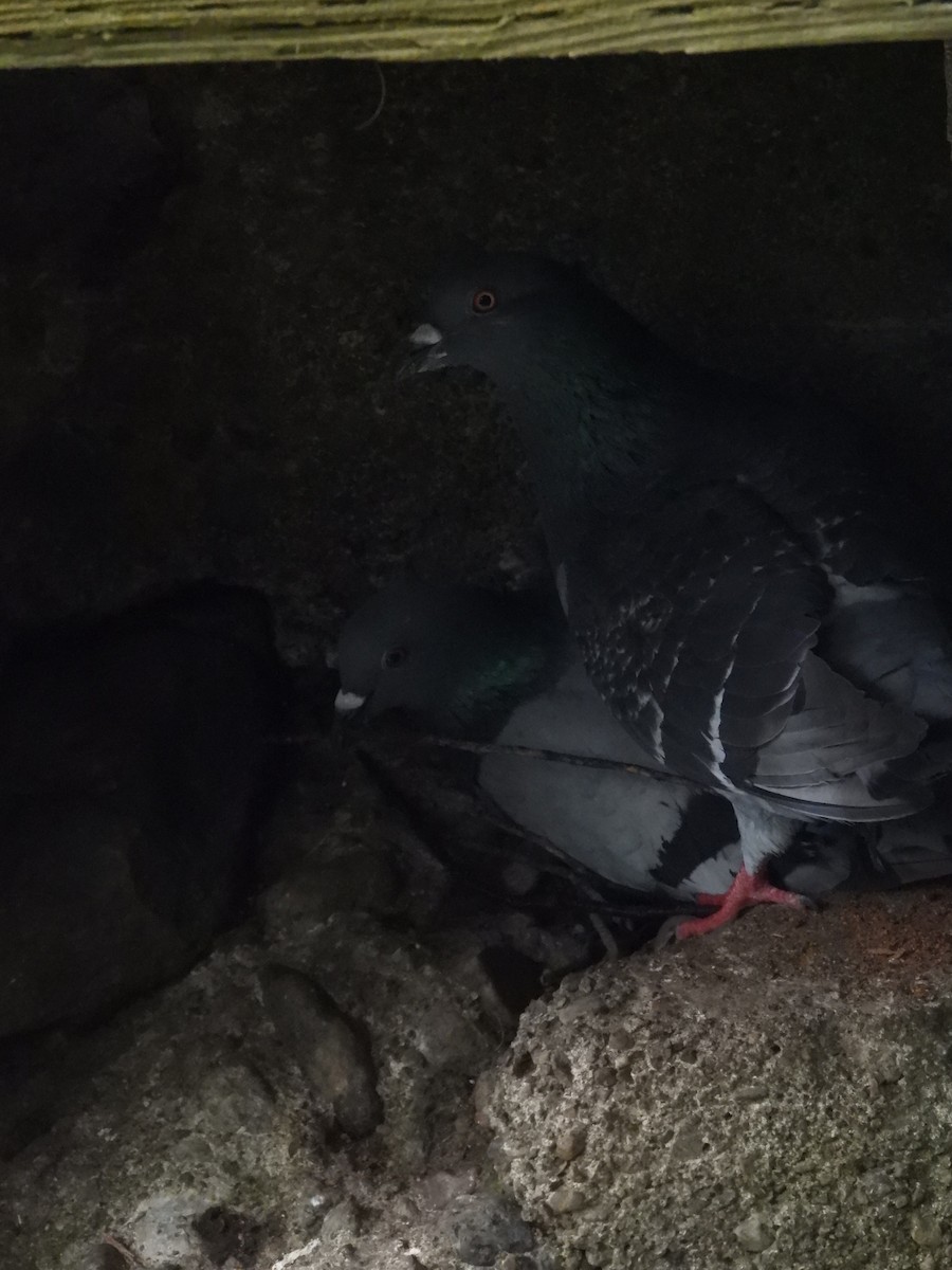 Rock Pigeon (Feral Pigeon) - ML621573221