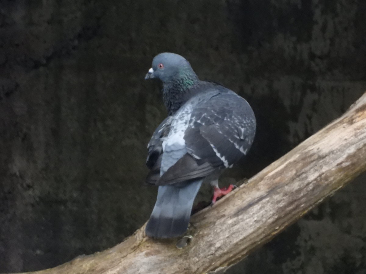 Pigeon biset (forme domestique) - ML621573223
