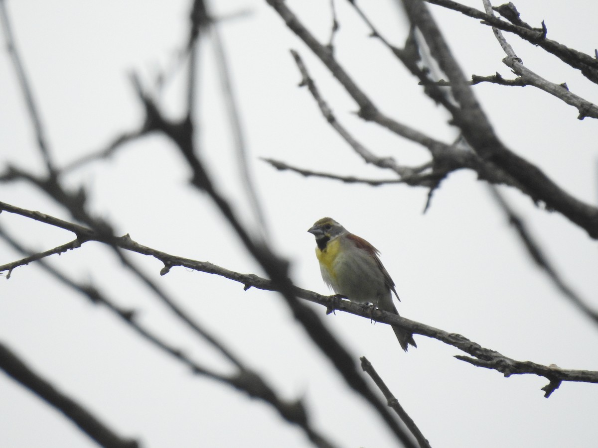 Dickcissel d'Amérique - ML621573227