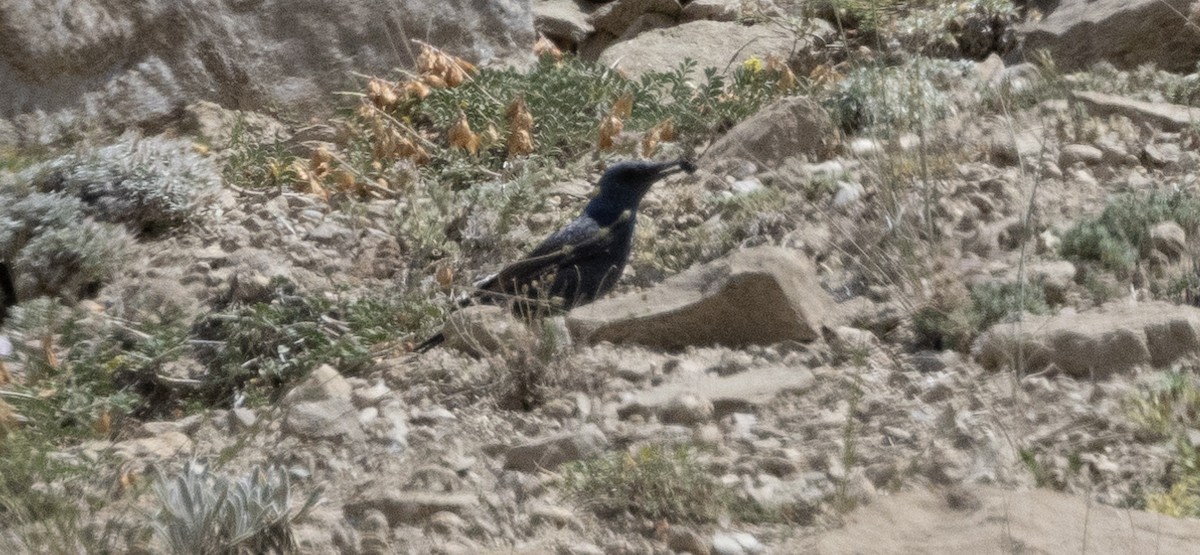 Blue Rock-Thrush - Alper YILMAZ