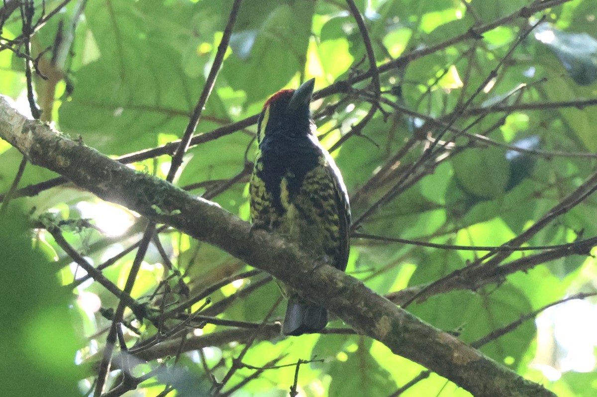 Yellow-spotted Barbet - ML621573231