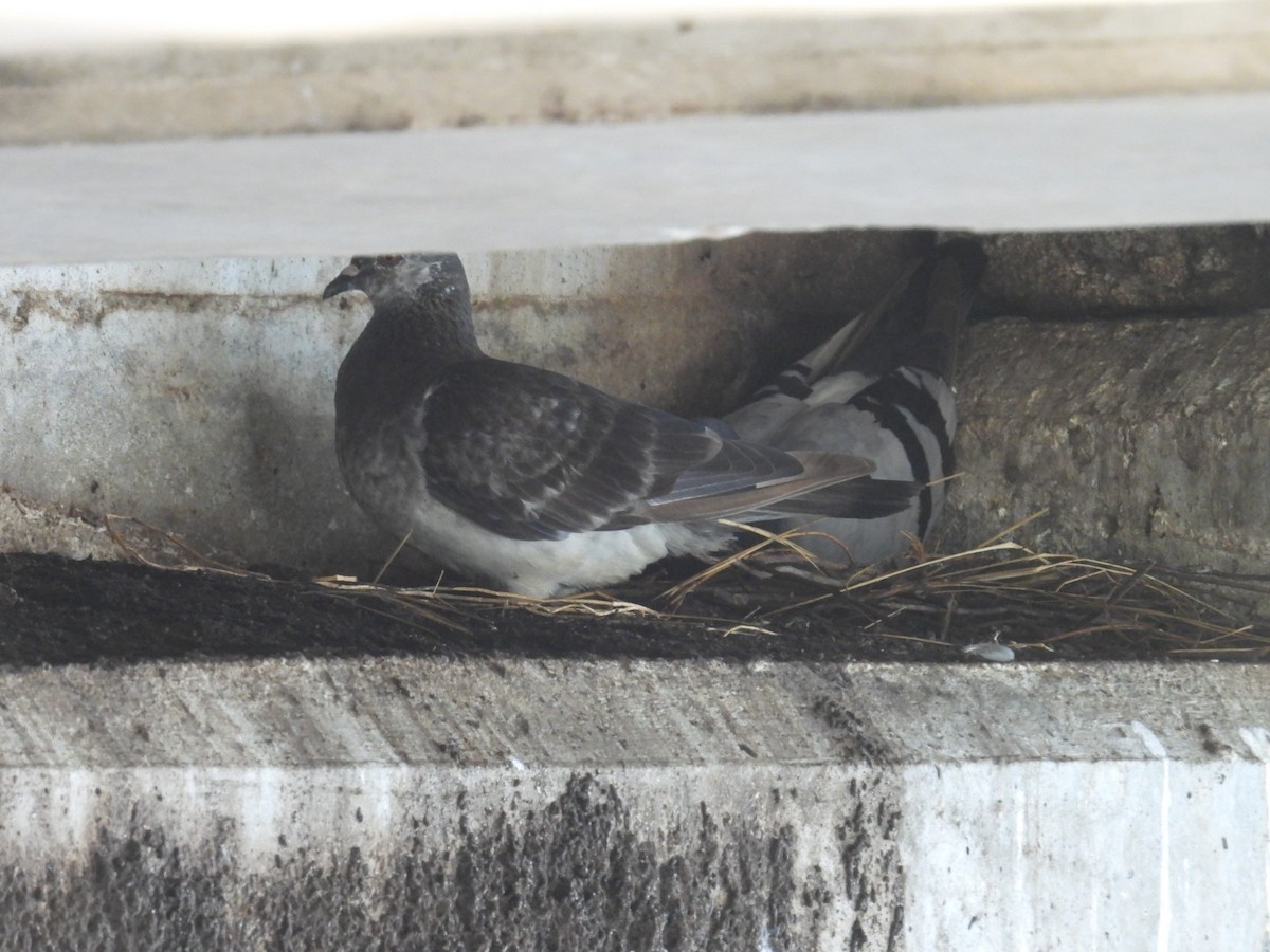 Rock Pigeon (Feral Pigeon) - ML621573233