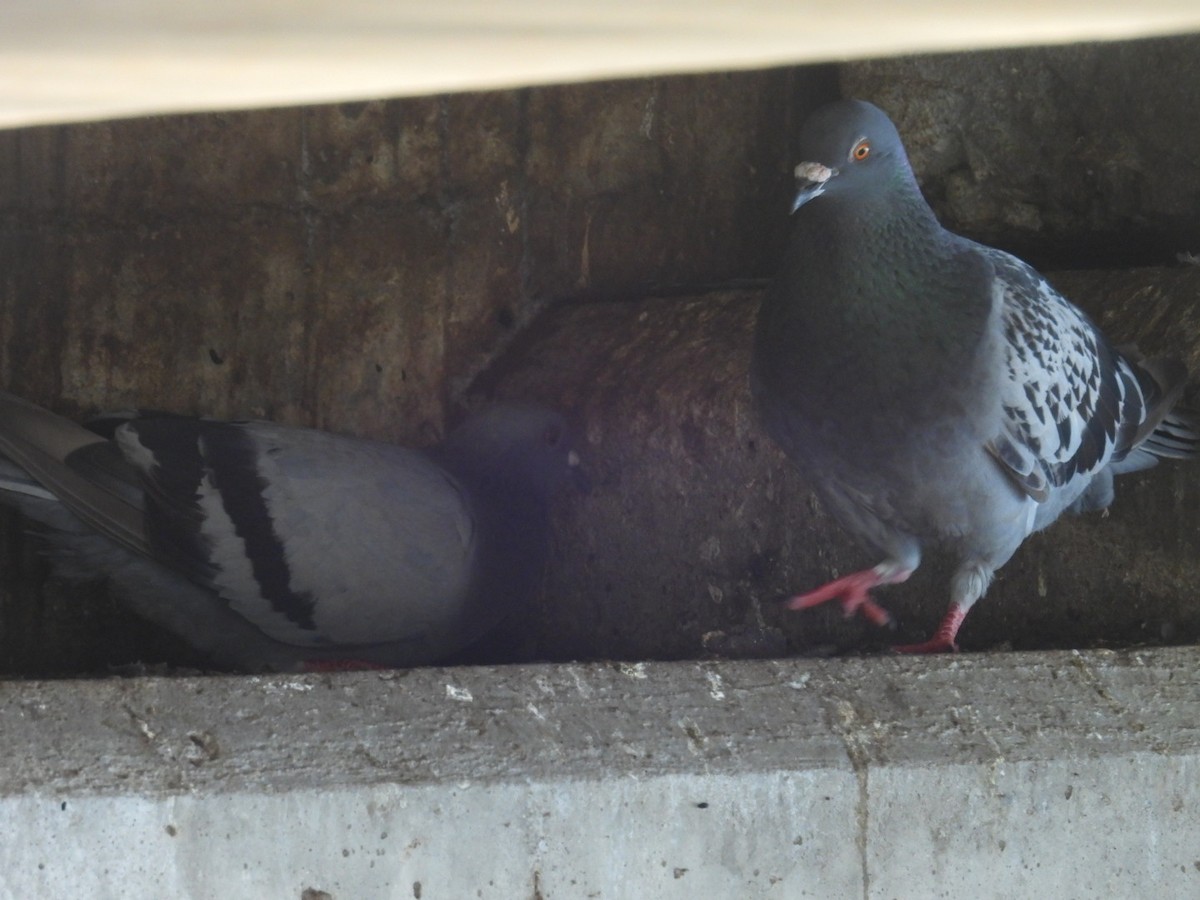 Pigeon biset (forme domestique) - ML621573235
