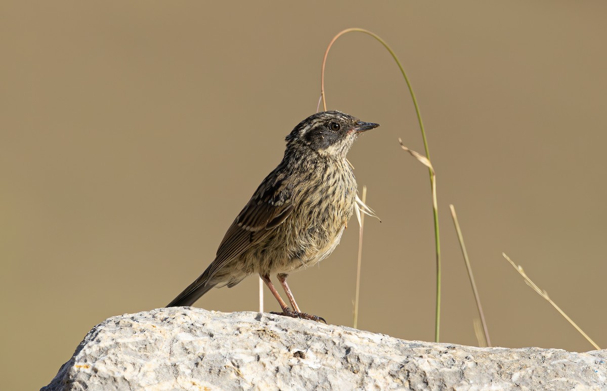 Radde's Accentor - Alper YILMAZ