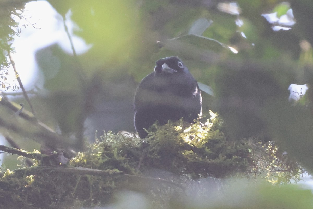 Willard's Sooty Boubou - ML621573297