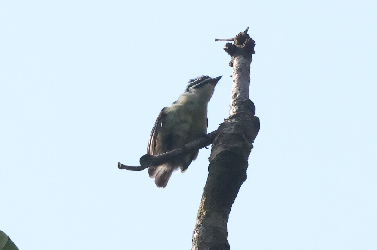 Yellow-rumped Tinkerbird - ML621573320