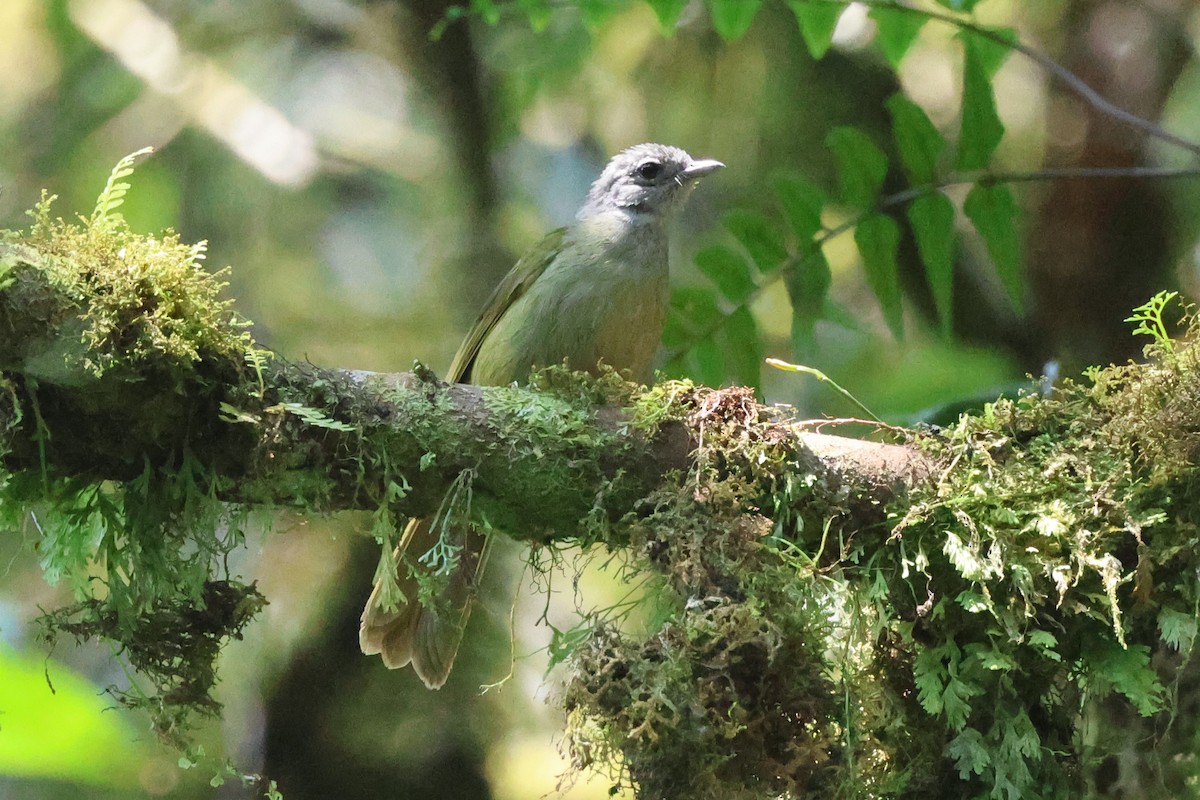 Shelley's Greenbul (Kakamega) - ML621573385