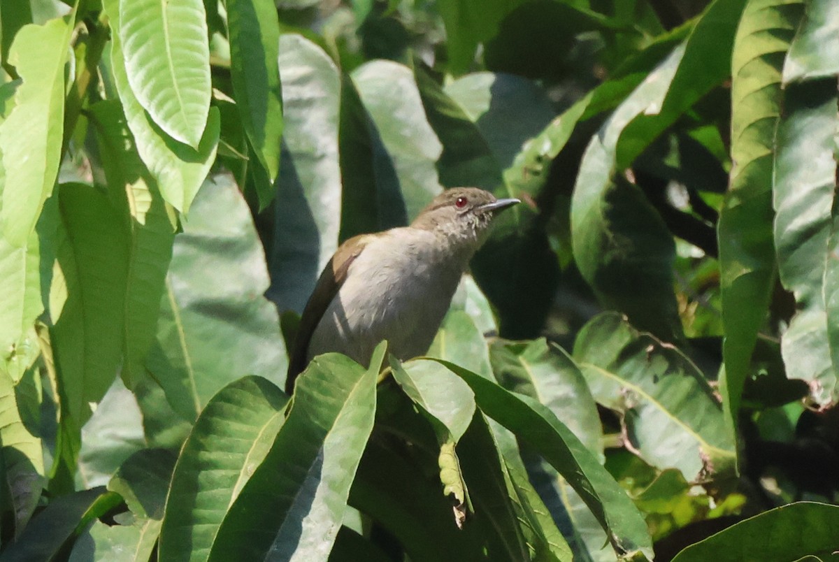 Slender-billed Greenbul - ML621573389