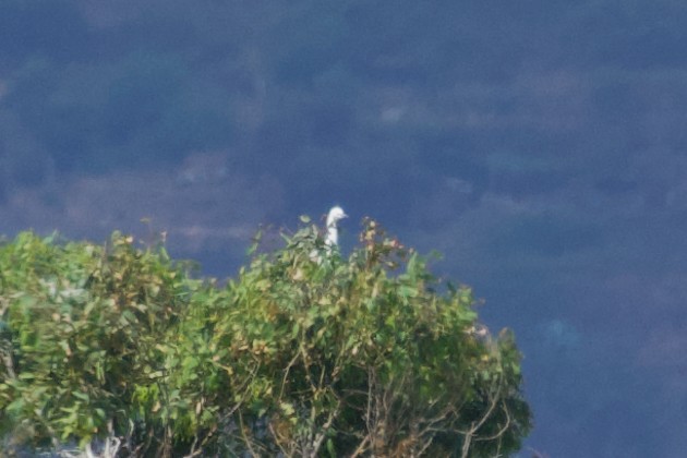 Western Cattle Egret - ML621573424