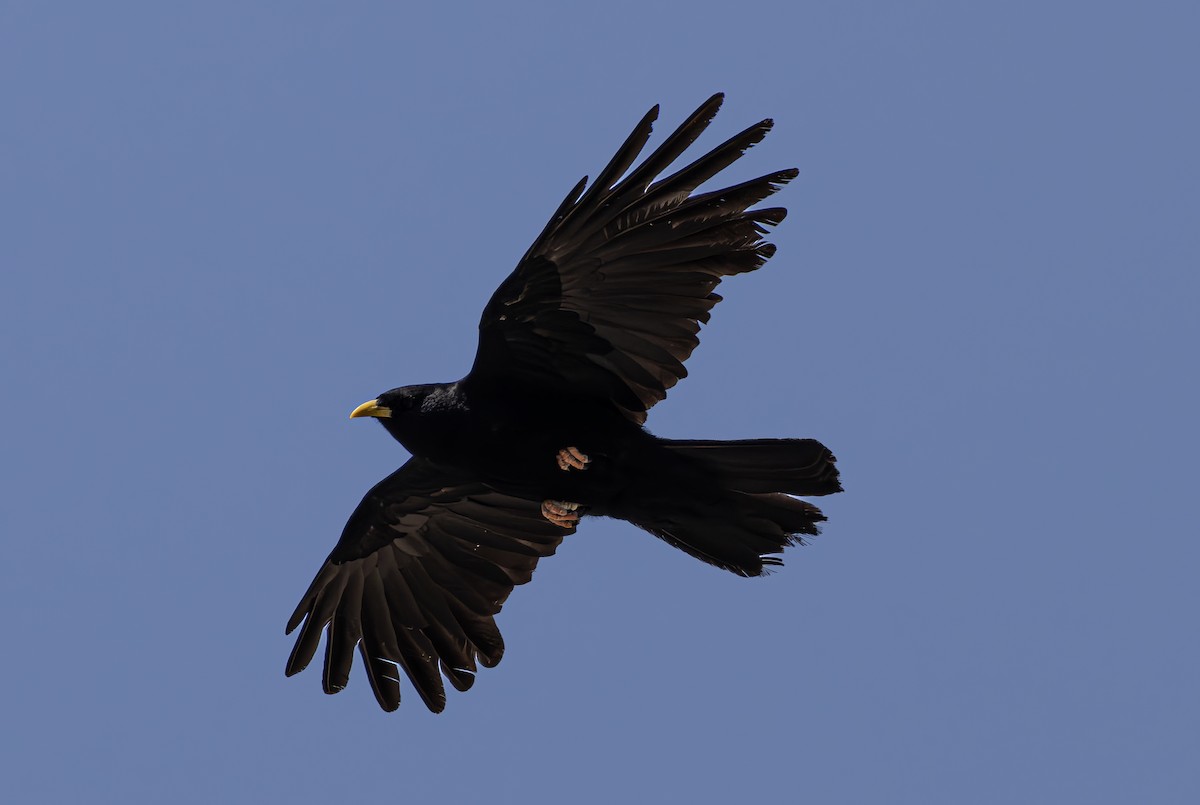 Yellow-billed Chough - Alper Yılmaz