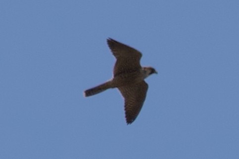 Peregrine Falcon (Barbary) - ML621573491