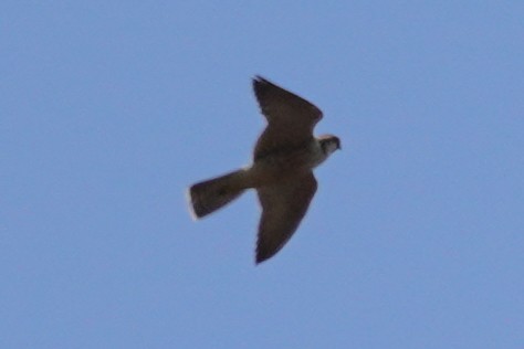 Peregrine Falcon (Barbary) - ML621573492