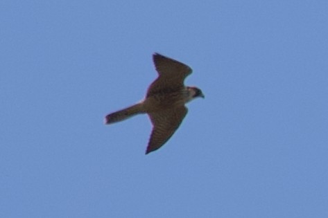 Peregrine Falcon (Barbary) - ML621573493