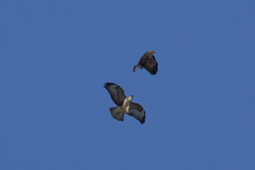 Common Buzzard (Canary Is.) - ML621573528