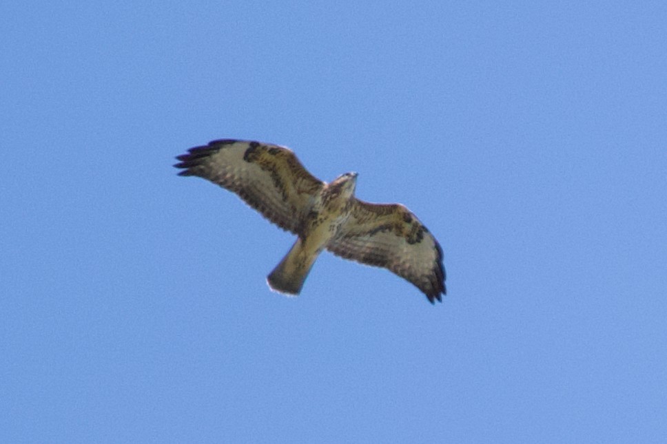 Common Buzzard (Canary Is.) - ML621573529